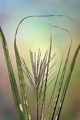 USA, Washington State, Seabeck. Close-up of zebra grass. Art Print